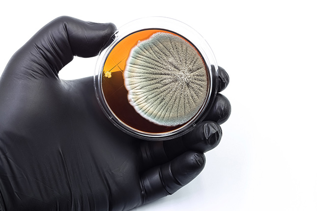 culture-champignons-mycoses